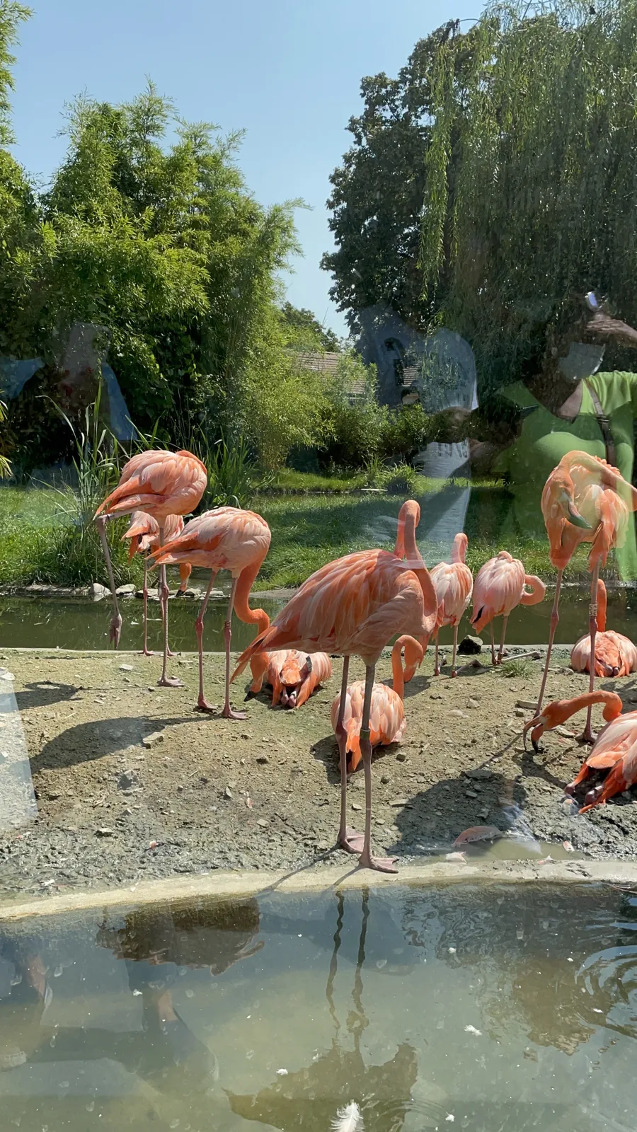 Flamingos at the water's edge, photographed through glass