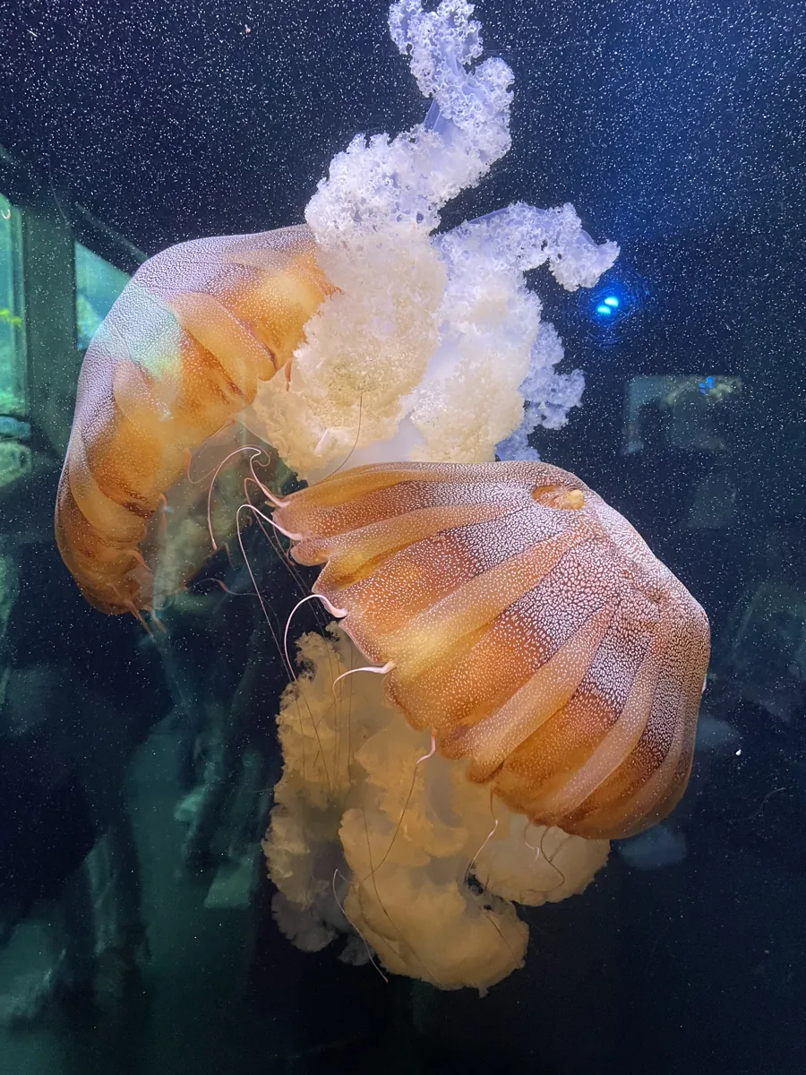 Two jellyfish with orange bells and trailing tentacles