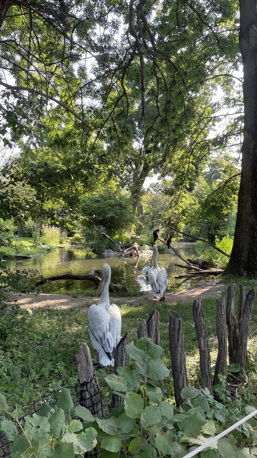 Pelicans beside a pond shaded by trees